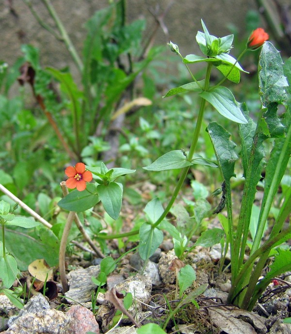 Anagallis arvensis